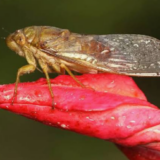 CICALA